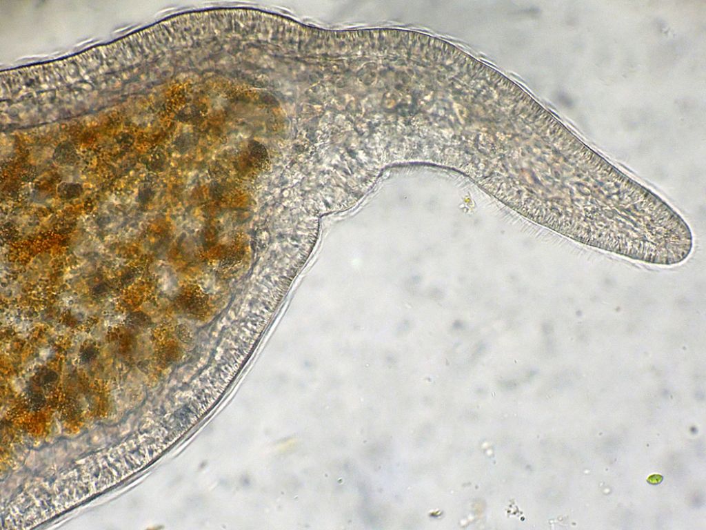 Microstomum-lineare