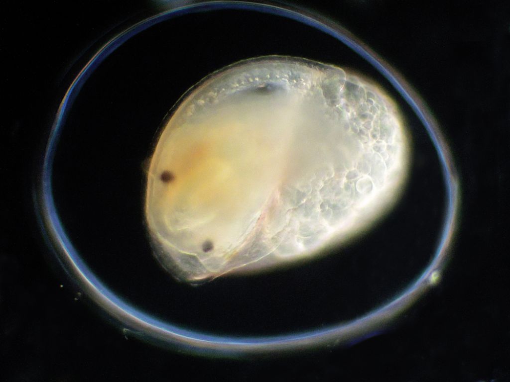 Chicciolina d''acqua