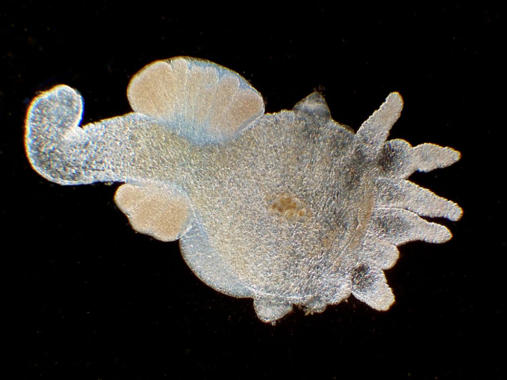 problemi con il condensatore per campo scuro