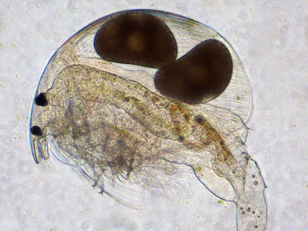 Acroperus-harpae (pulce d''acqua) in CDF e LO