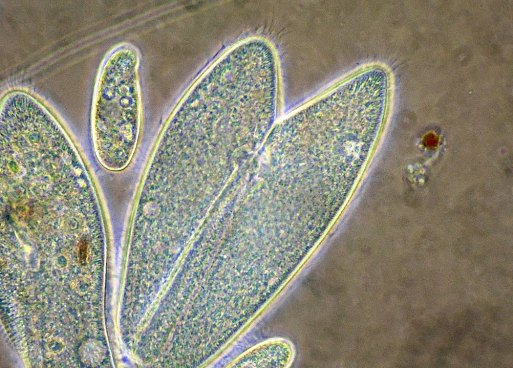 Paramecium-caudatum in cdf in coniugazioneed altro