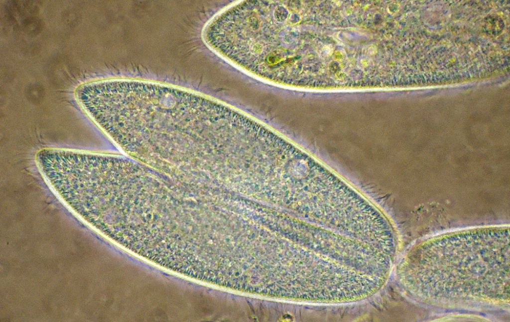 Paramecium-caudatum in cdf in coniugazioneed altro