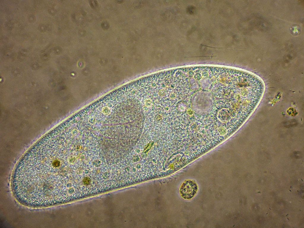 Paramecium-caudatum in cdf in coniugazioneed altro