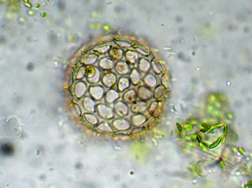 Ancora Ciathrulina-elegans
