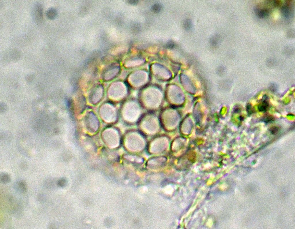 Ancora Ciathrulina-elegans