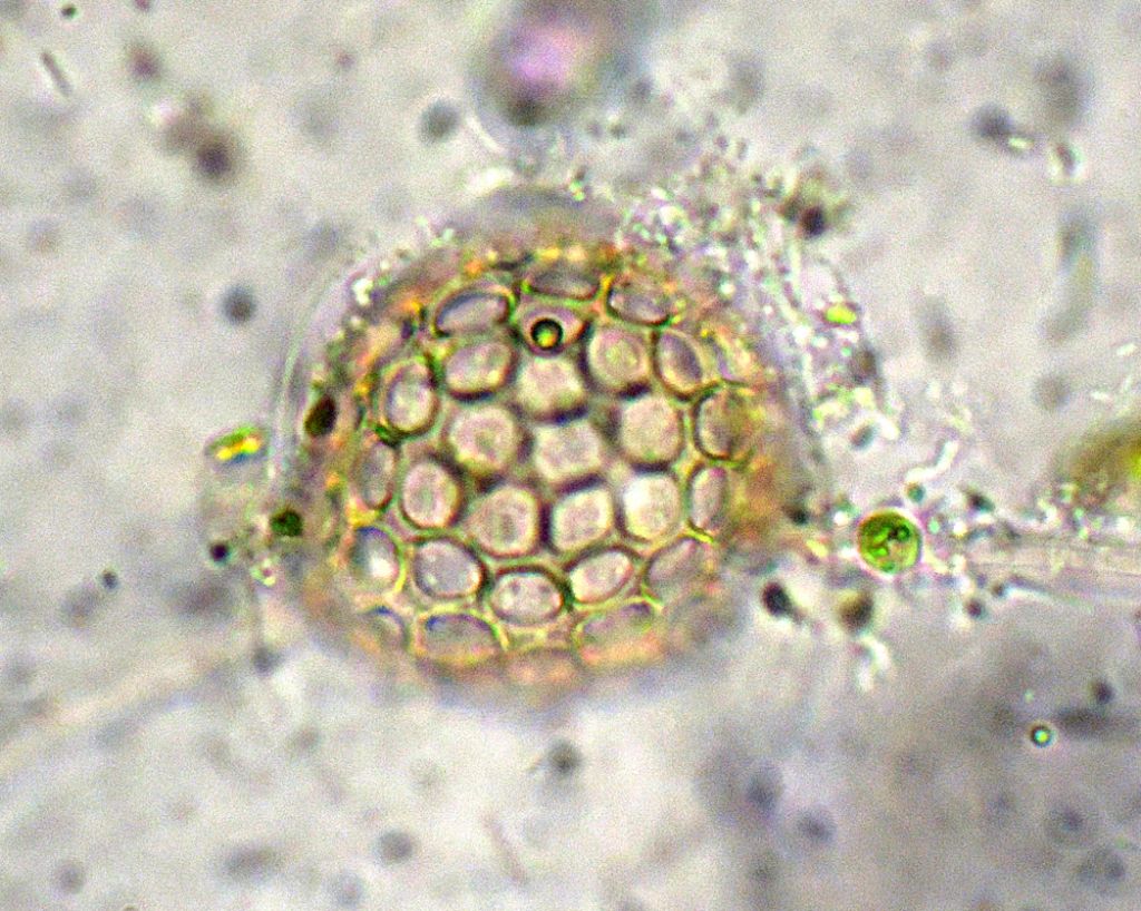 Ancora Ciathrulina-elegans