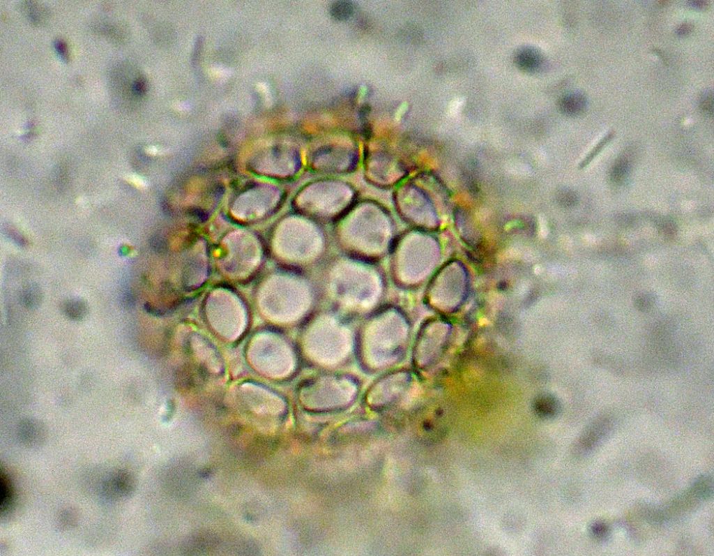 Ancora Ciathrulina-elegans