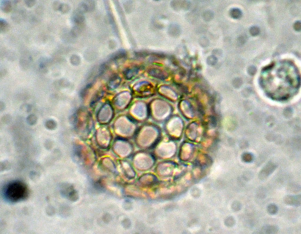 Ancora Ciathrulina-elegans