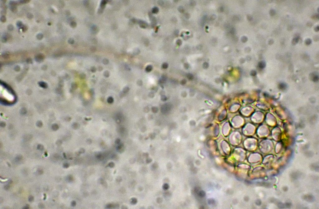 Ciathrulina-elegans con peduncolo