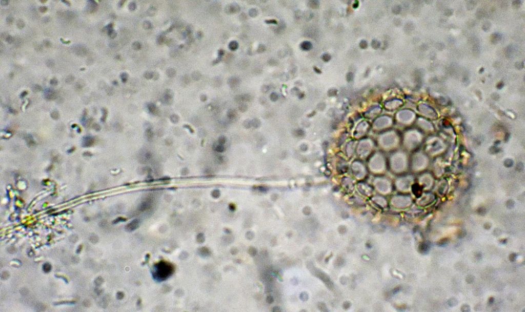 Ciathrulina-elegans con peduncolo