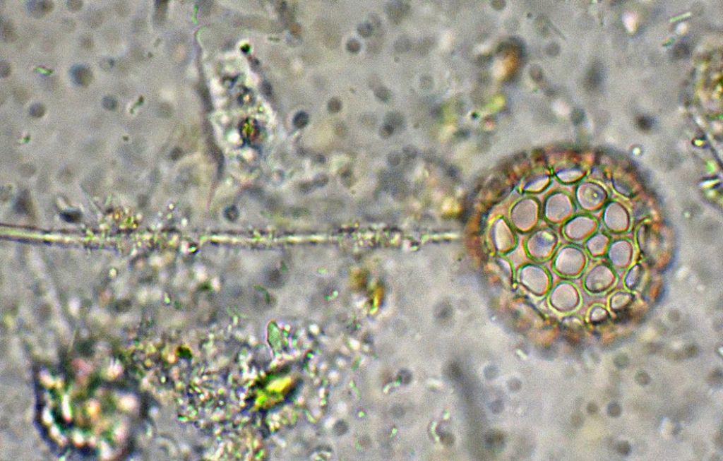 Ciathrulina-elegans con peduncolo