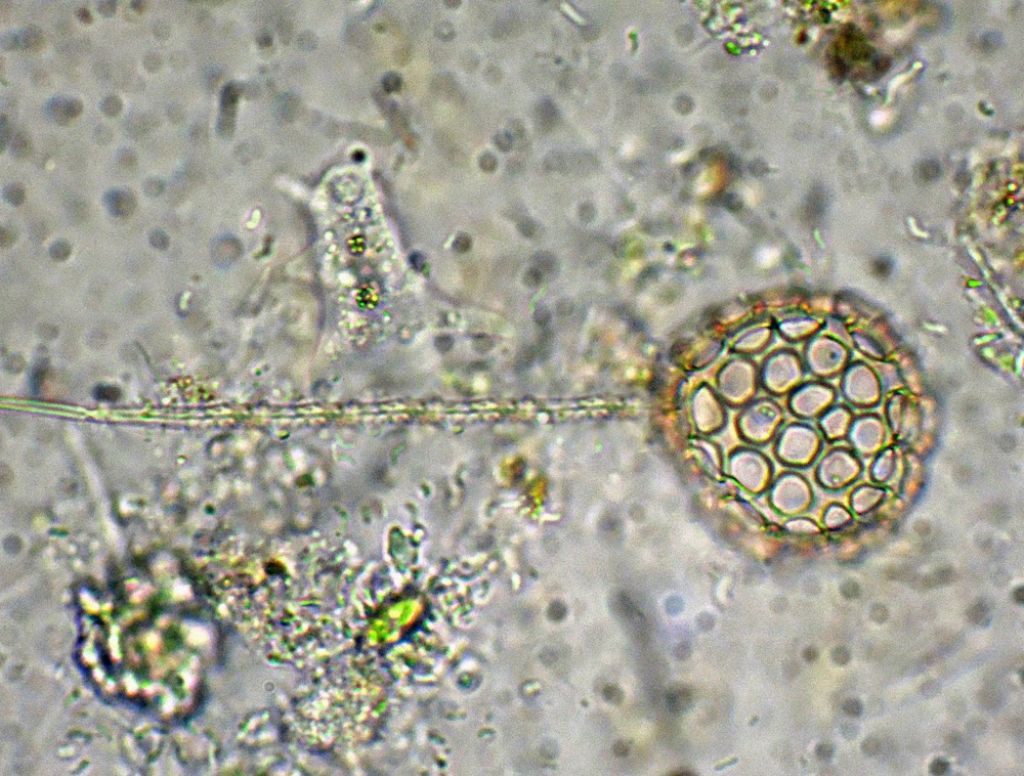 Ciathrulina-elegans con peduncolo