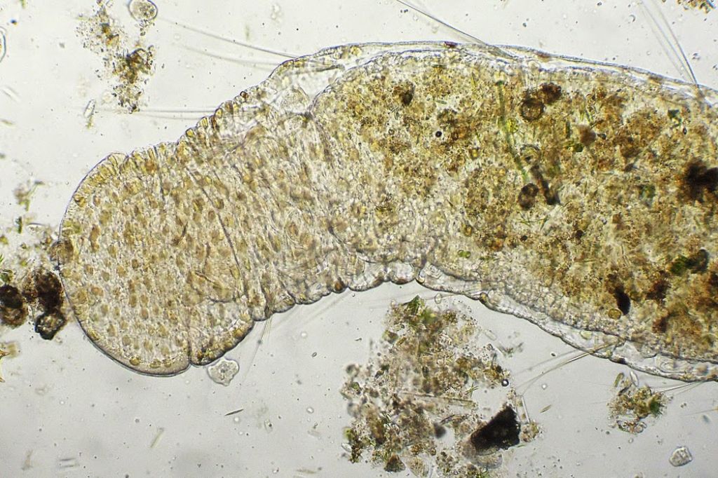 Aeolosoma-variegatum