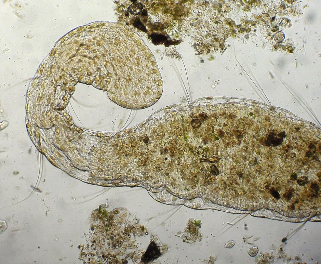 Aeolosoma-variegatum
