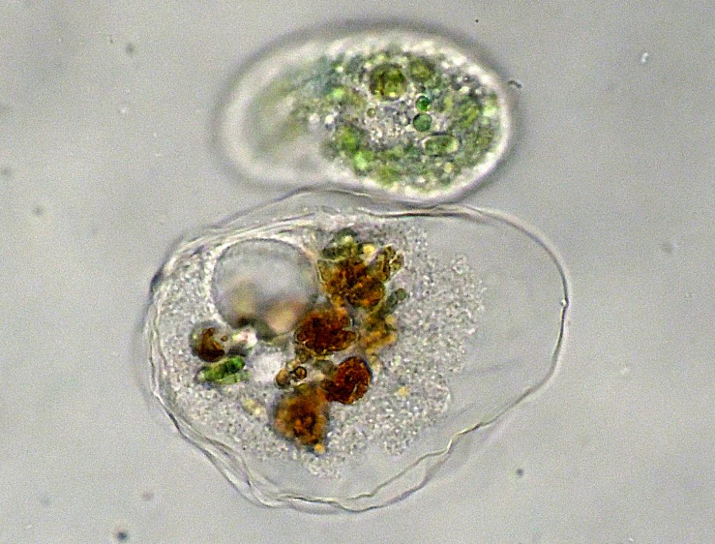 Thecamoeba-verrucosa o Amoeba-terricola