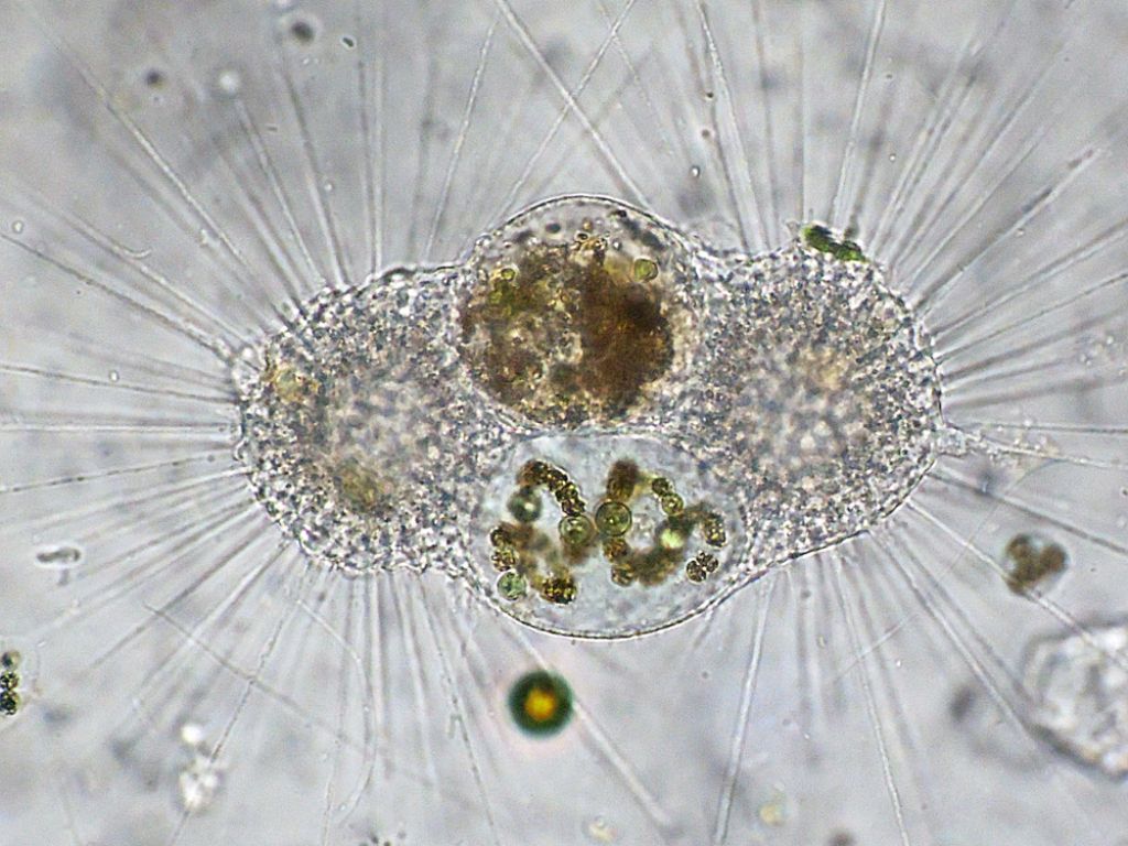 Gruppi di fagocitazione