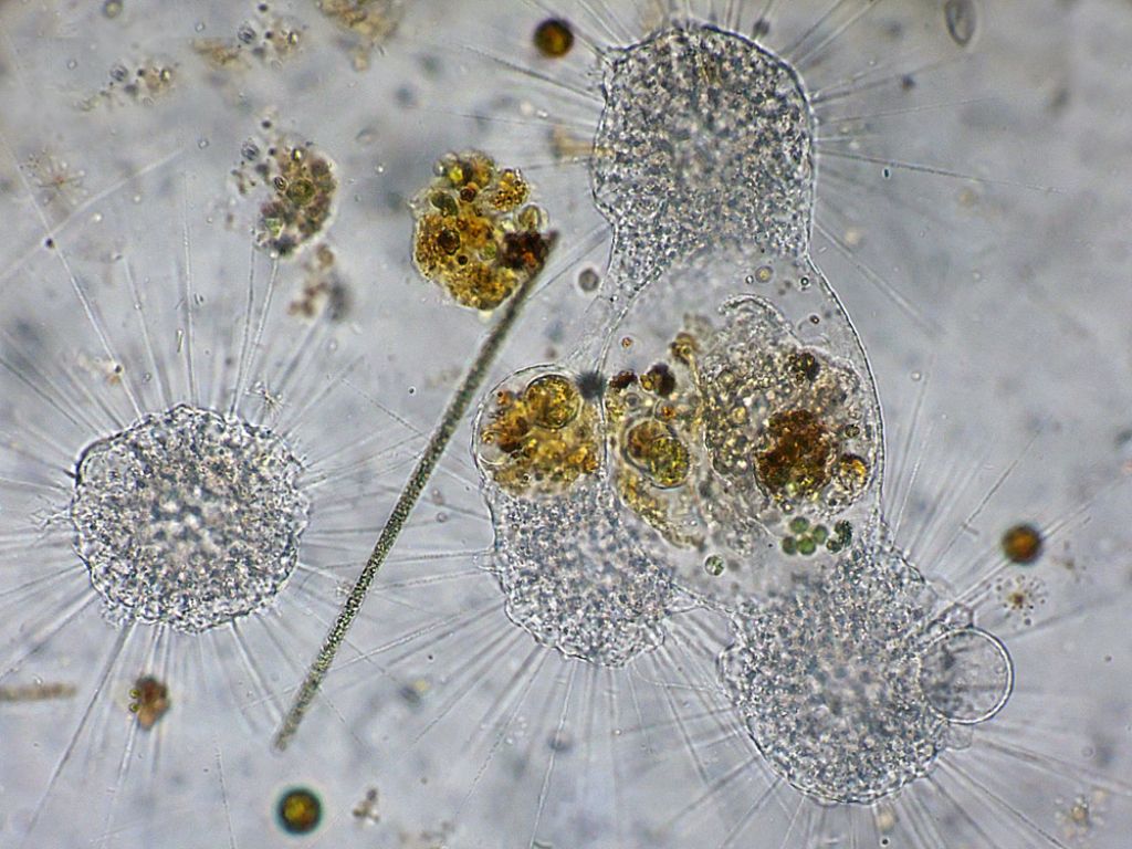 Gruppi di fagocitazione