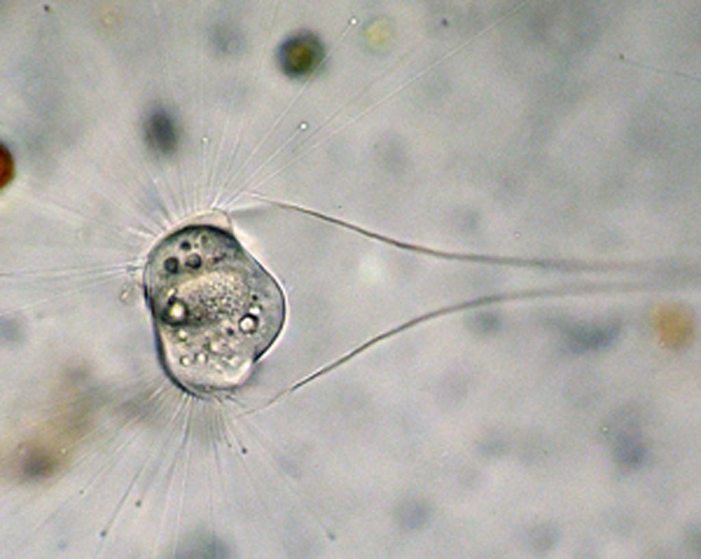 Metacineta