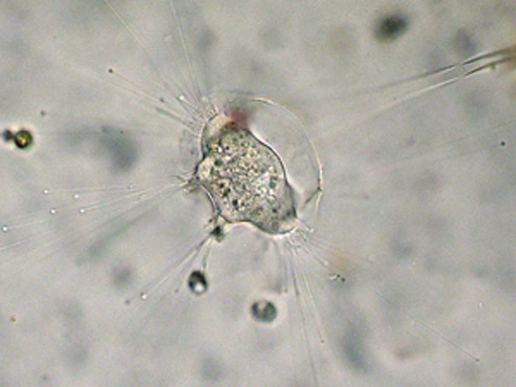 Metacineta