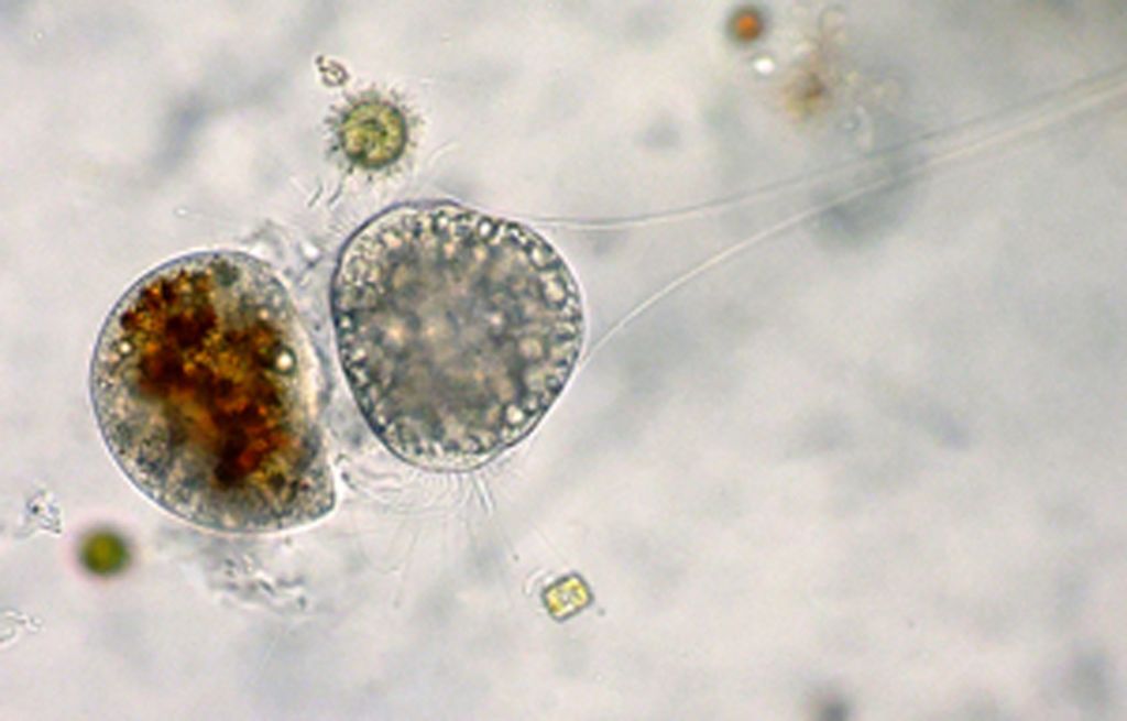 Metacineta
