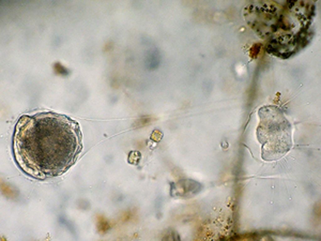 Metacineta