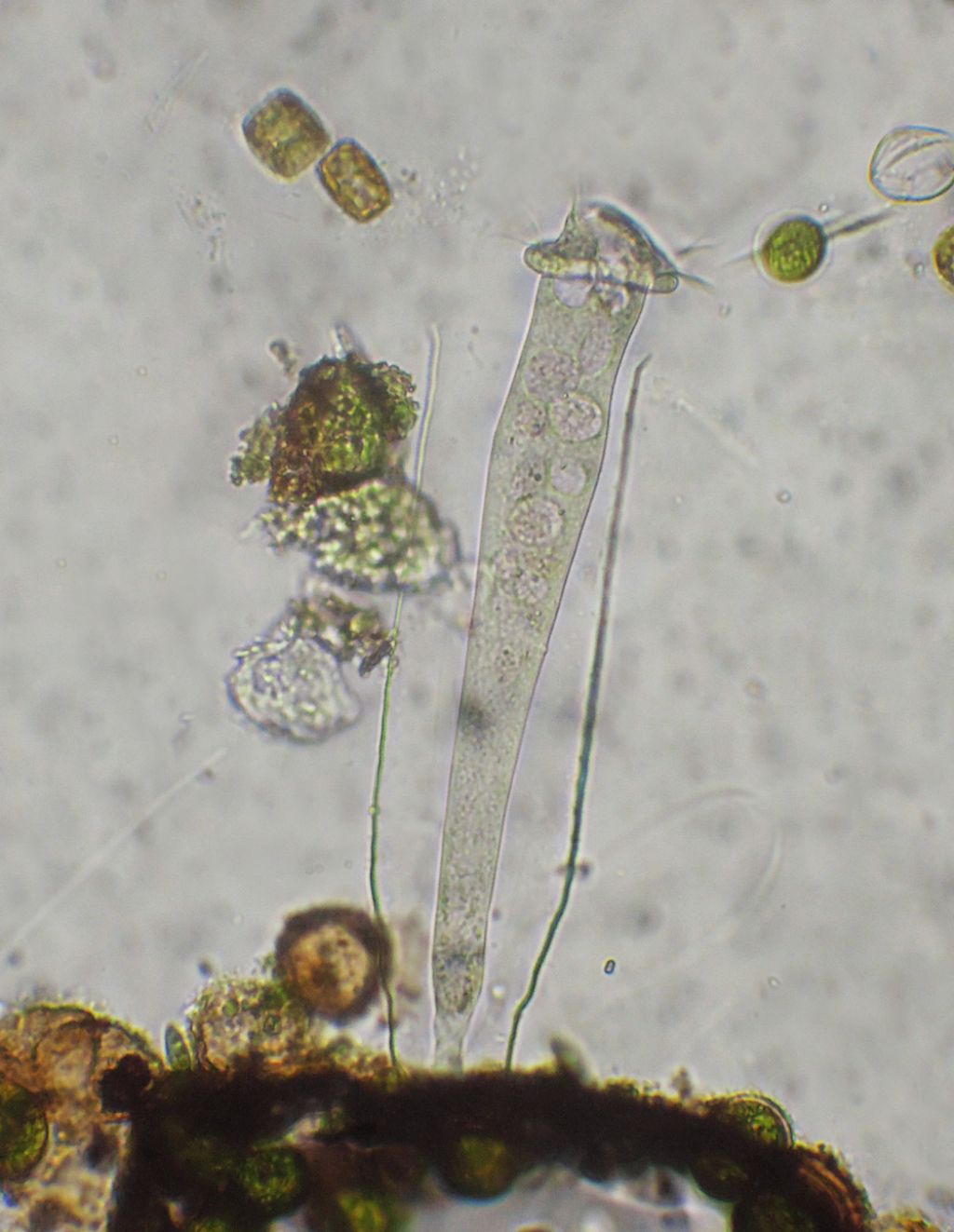 Vaginicola-terricola