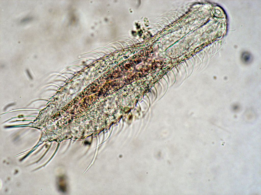 Gastrotrico sp.