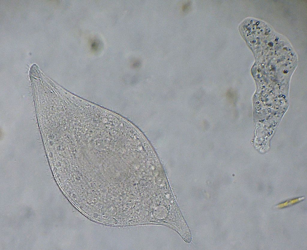 Loxophillum-meleagris