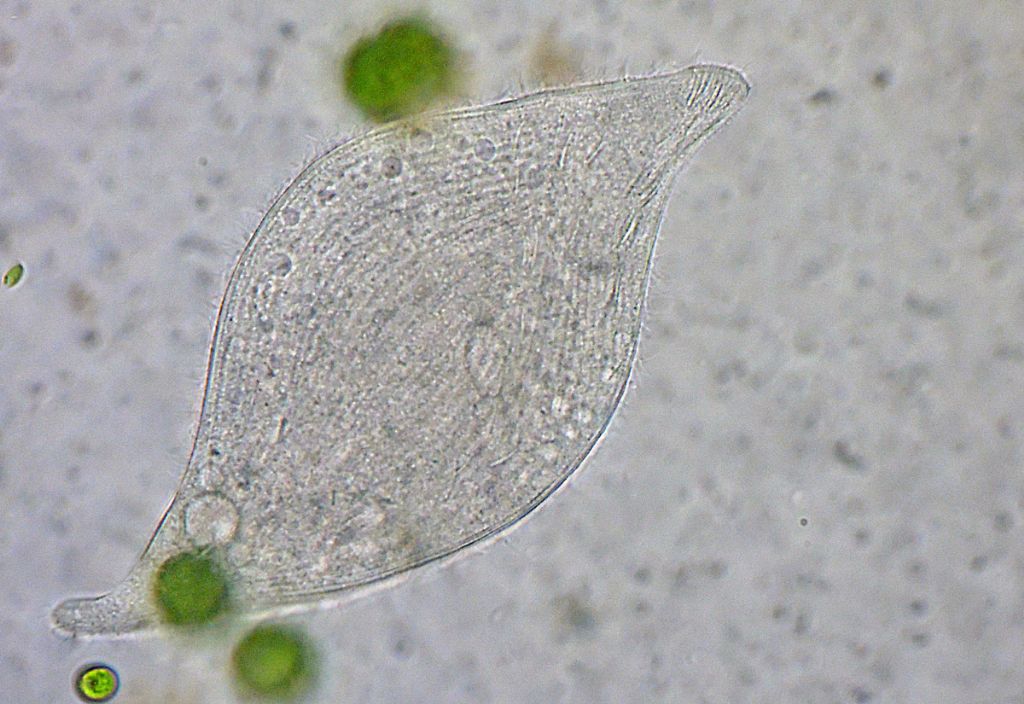 Loxophillum-meleagris