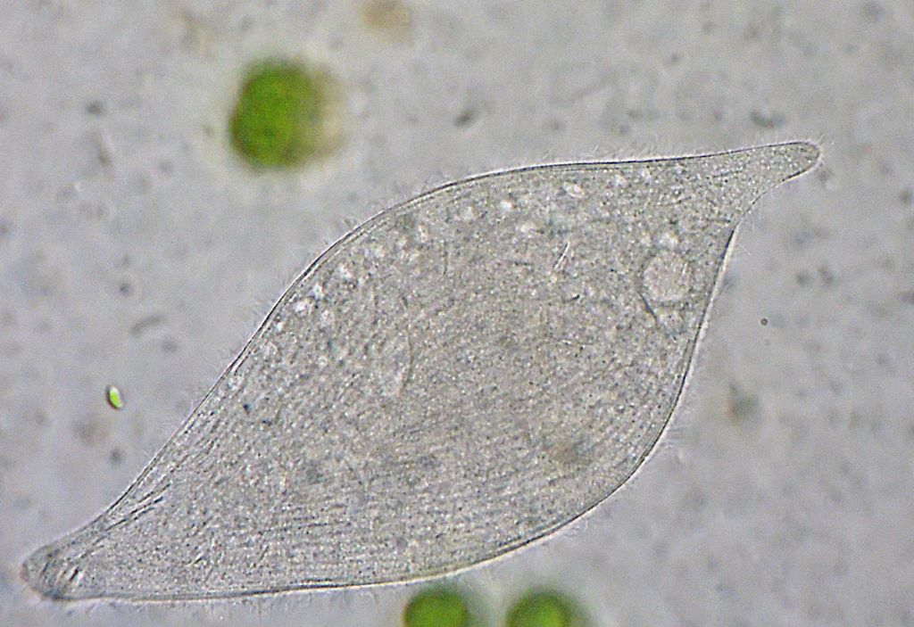 Loxophillum-meleagris