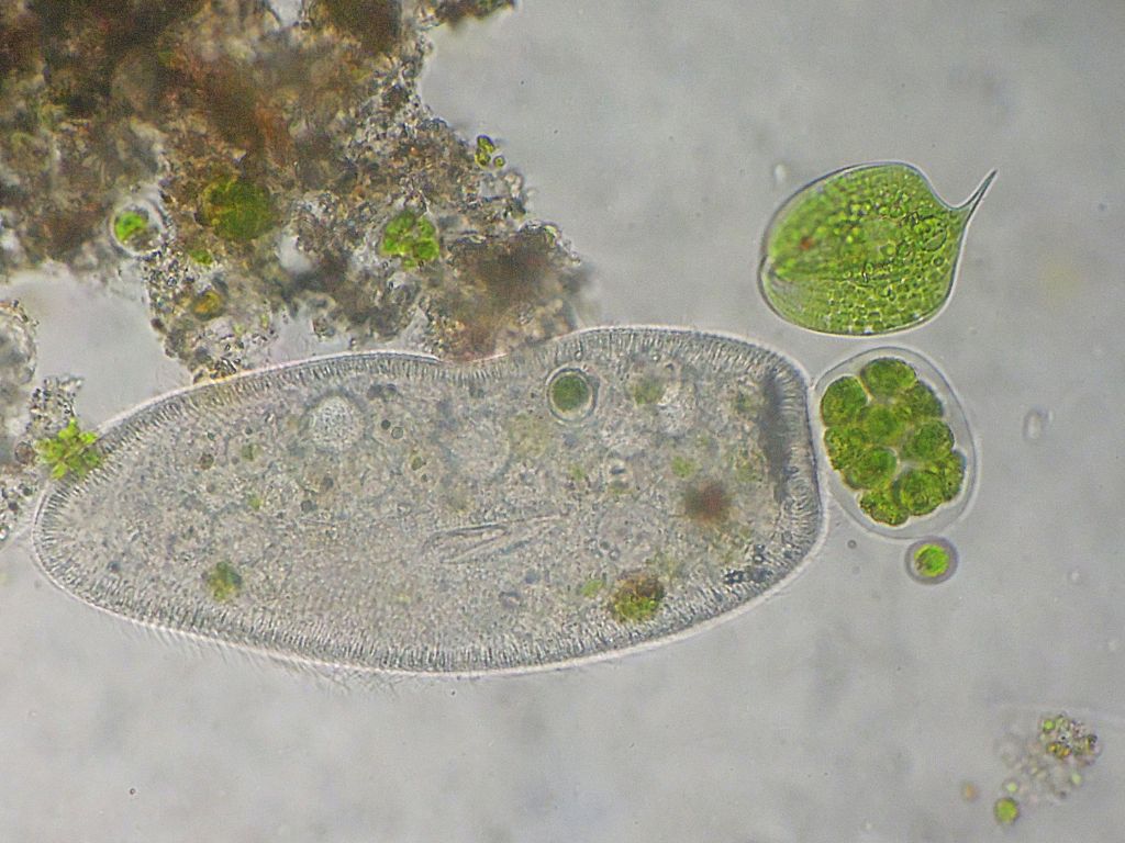 Paramecium-caudatum