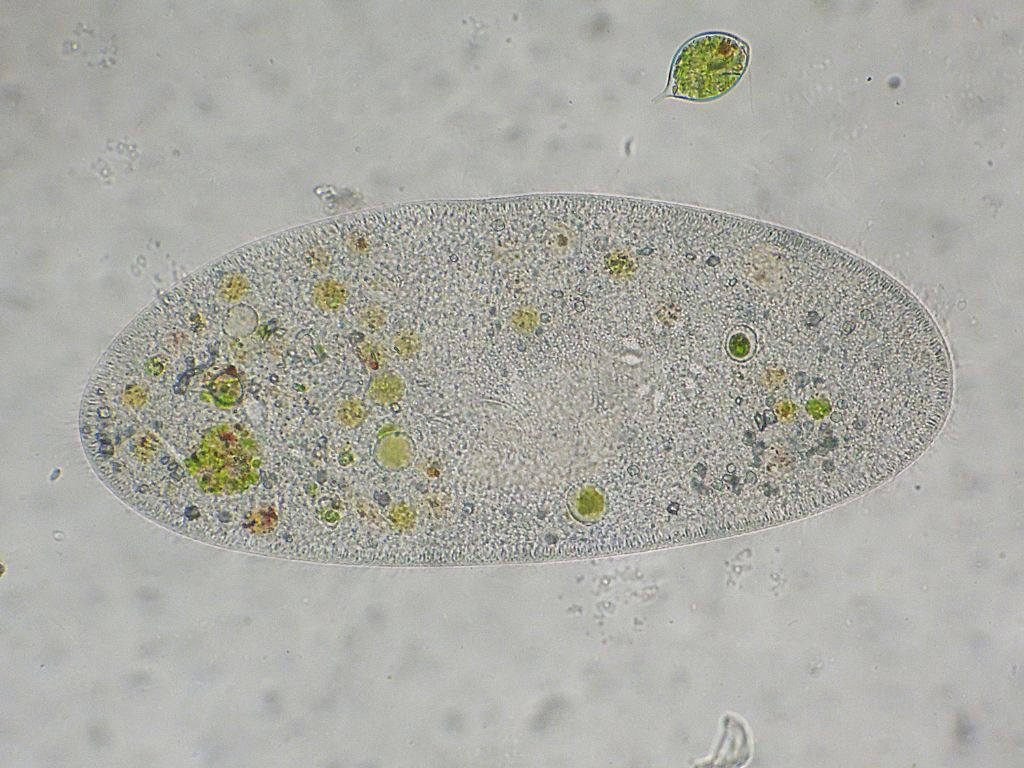 Paramecium-caudatum