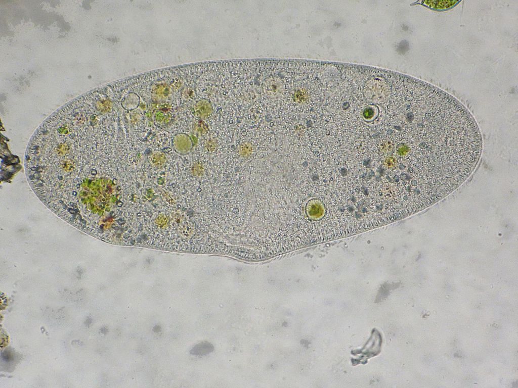 Paramecium-caudatum