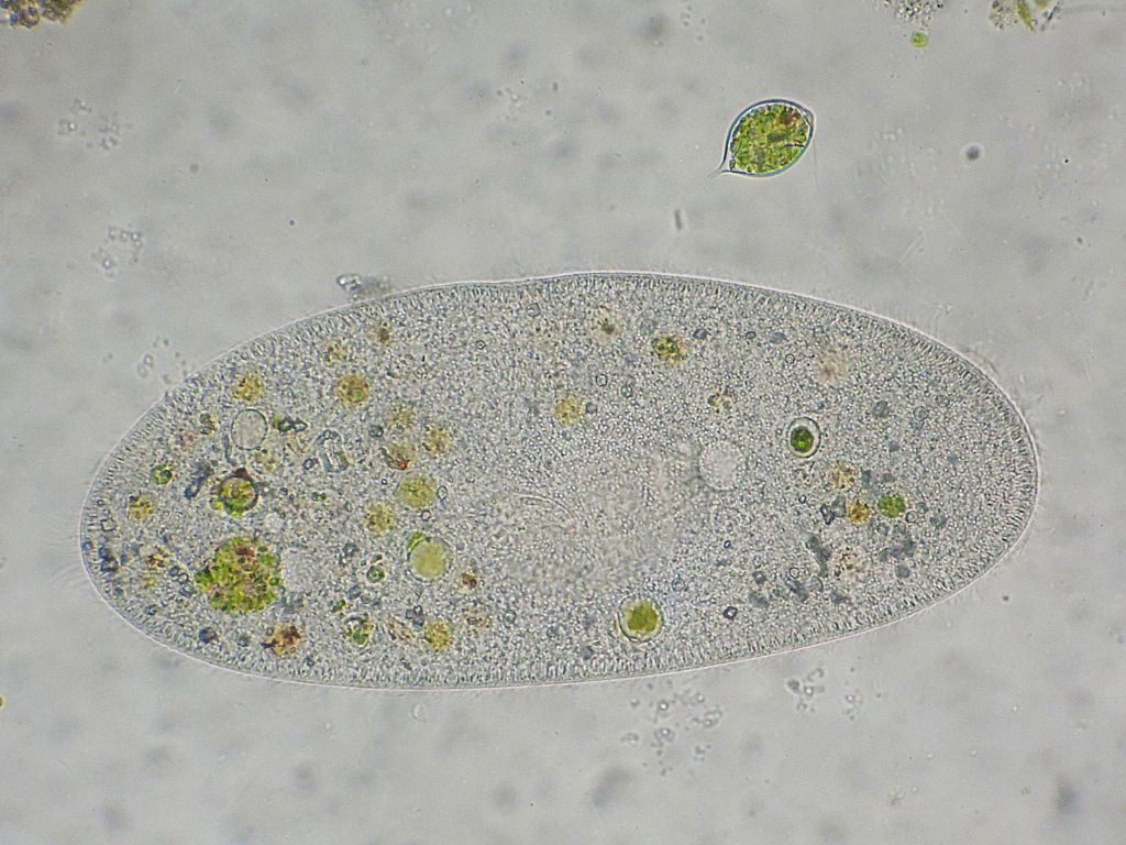 Paramecium-caudatum