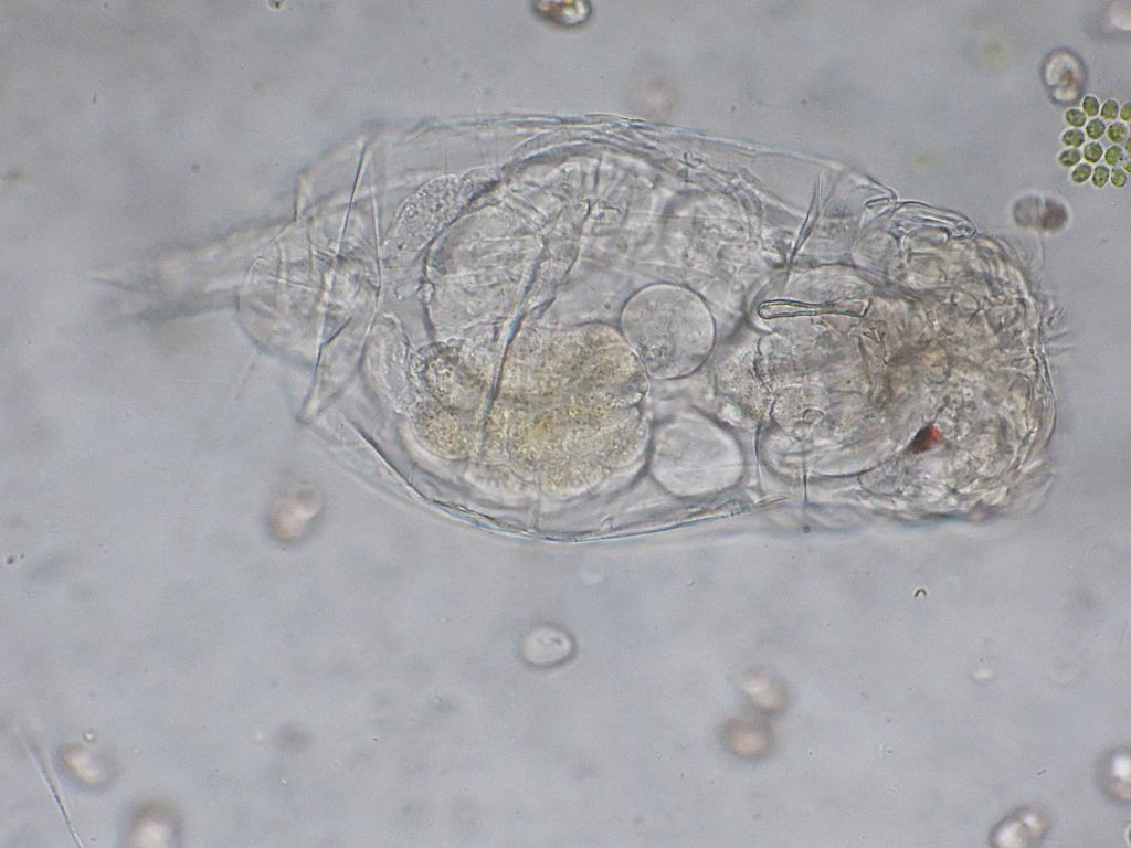 Rotiferi