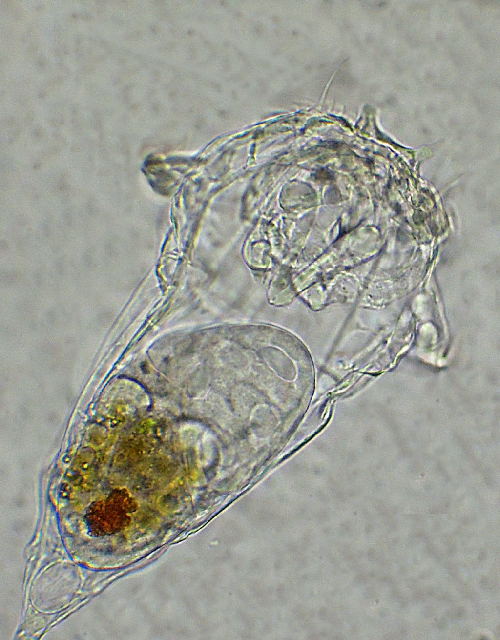 Rotifero Synchaeta Sphaeroeca-volvox