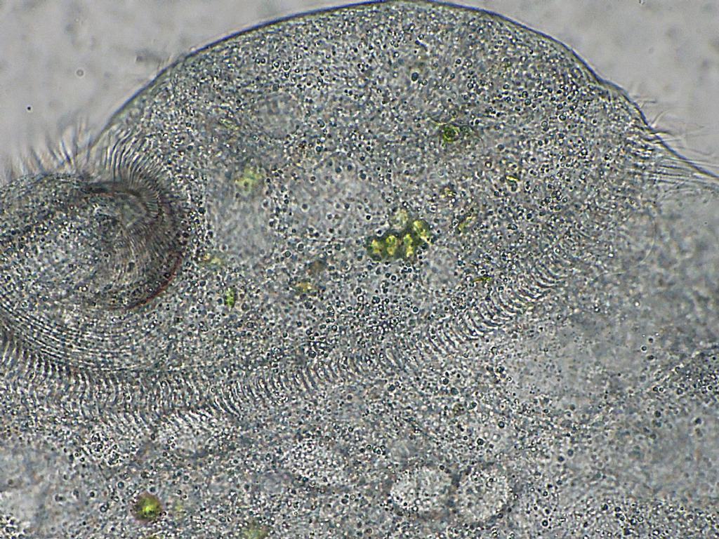 Stentor-polymorphus