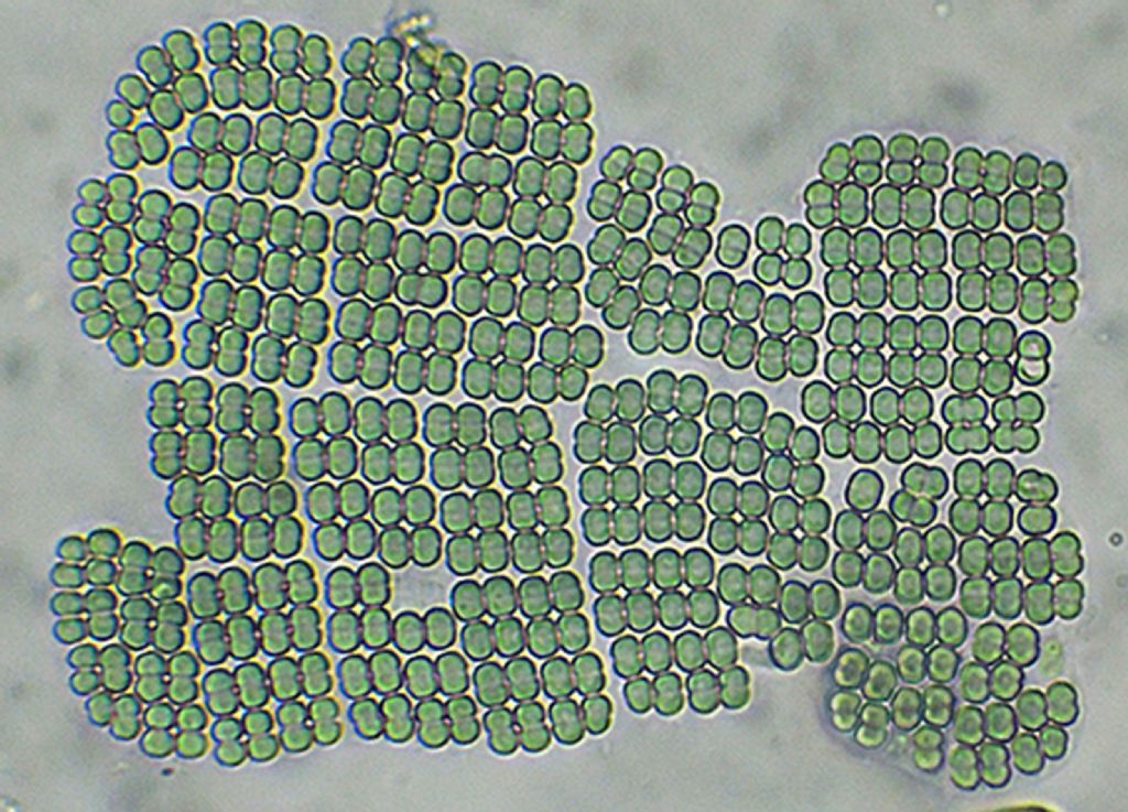 Merismopedia-elegans