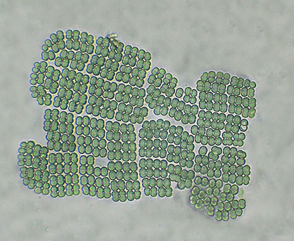 Merismopedia-elegans