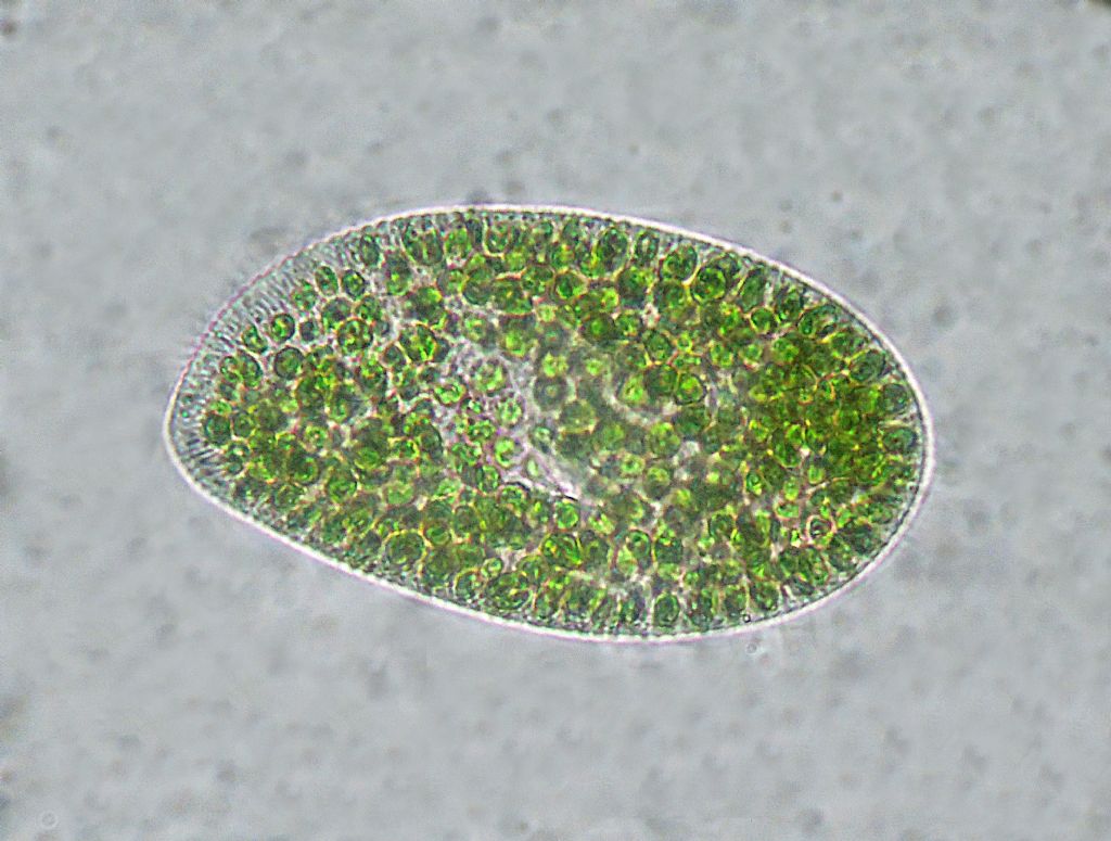 Paramecium-bursaria e Tecameba-Arcella