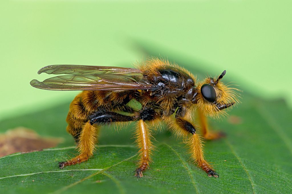 Pogonosoma maroccanum