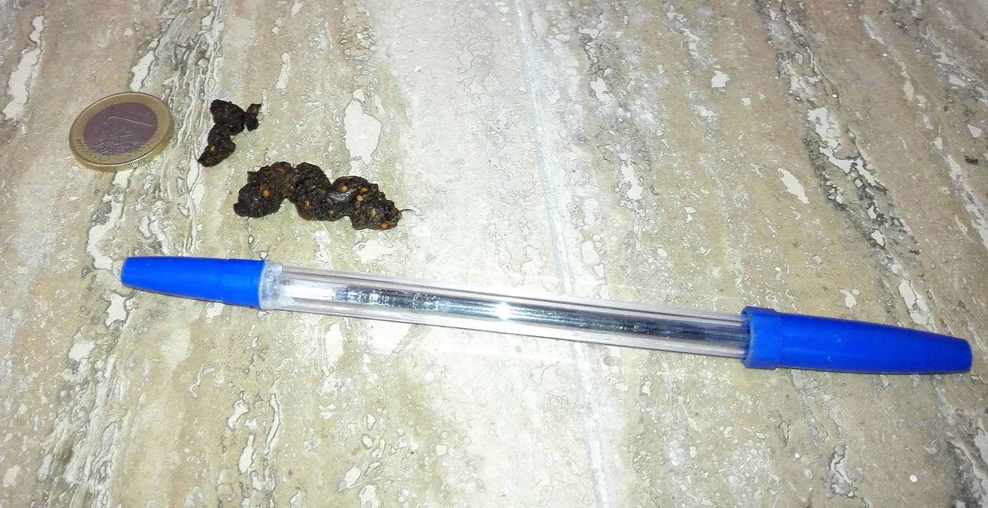 Identificazione feci - Mi aiutate?