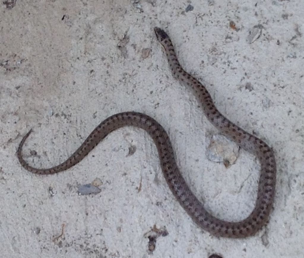 Serpentello da riconoscere:   Coronella austriaca