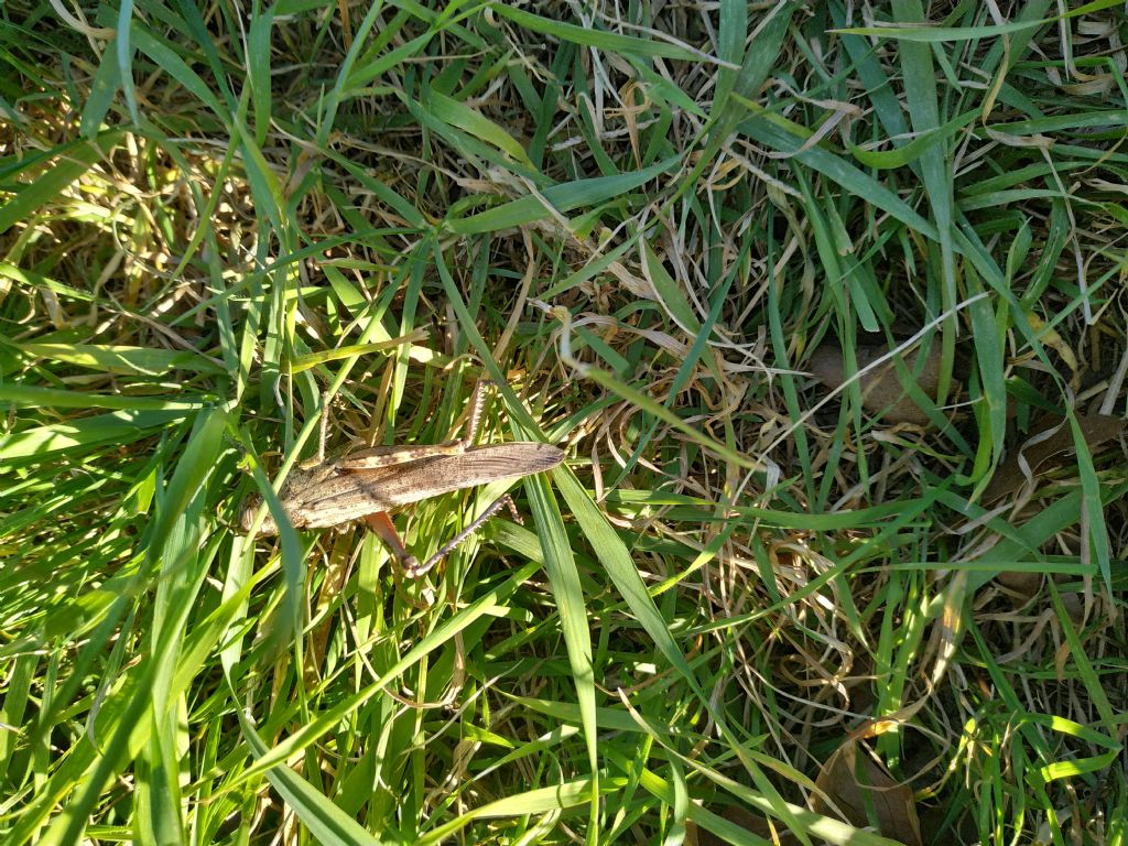 Locusta ferita, posso aiutarla?....meglio che la Natura segua il suo corso...