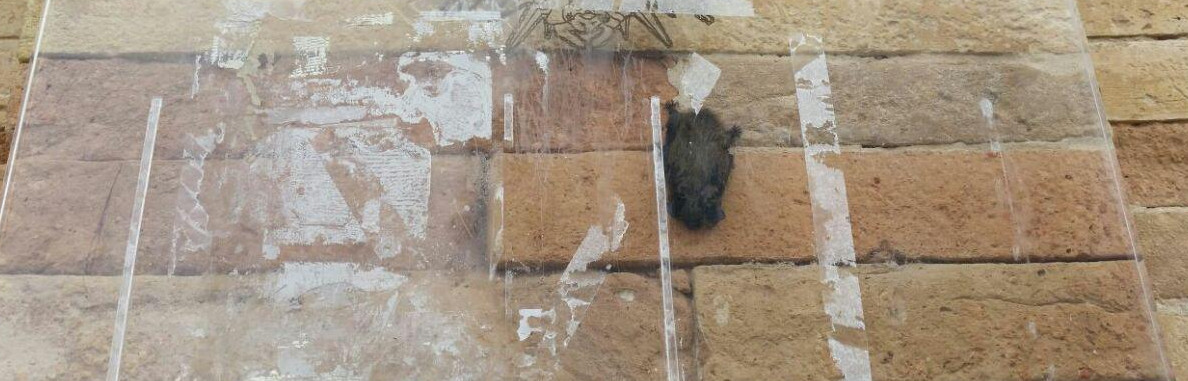 pipistrello in difficolt o in letargo???