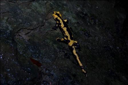 salamandre marchigiane