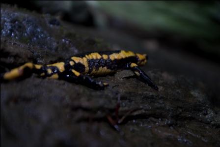 salamandre marchigiane