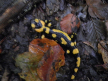 salamandre marchigiane