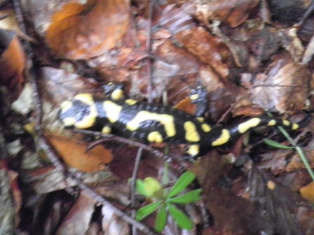 salamandre marchigiane