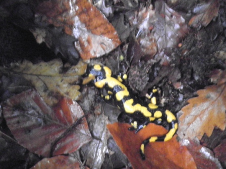 salamandre marchigiane